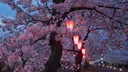 Sakura (new server in annc) Discord server banner