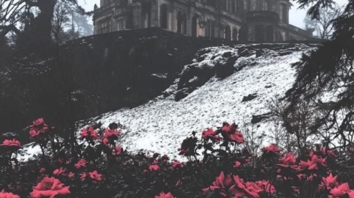 Vampie Discord server banner