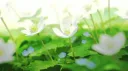 A Little Piece Of Peace Discord server banner