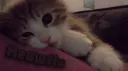 Meowfia | Social • Community • Gaming • Hangout • Emotes • Giveaways • Chat • VC + More server banner