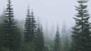 🌲 :: evergreen server banner