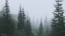 🌲 :: evergreen Discord server banner