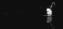 shade. server banner