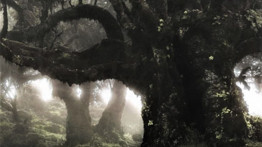 𓈒 ╹ . 𝕸𝐄𝐃𝐈𝐎𝐂𝐑𝐈𝐒 𝕱𝐀𝐁𝐔𝐋𝐀 ₍ ²⁰²⁶ ₎ Discord server banner