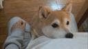 /hazys banner