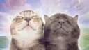 ．chia seeds server banner