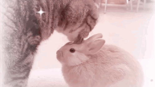 ZERO Discord server banner