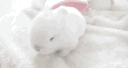 𑣲 bunnies adm🐇 Discord server banner