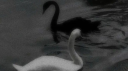 𐙚⋆°🦢.⋆ sapphic moon 19+ server banner