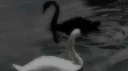 𐙚⋆°🦢.⋆ sapphic moon 19+ Discord server banner
