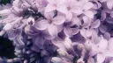 Violet garden Discord server banner