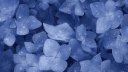 ora ❁ banner