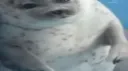 ﹒ ε( ꜆´ω`)꜆ /seablings Discord server banner