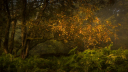 Luck of the Draw .☘ ݁˖ Discord server banner
