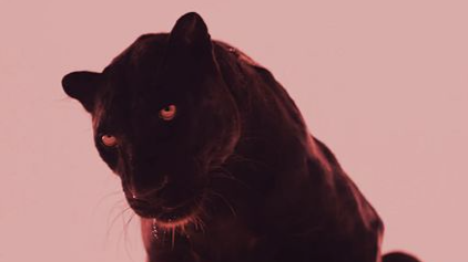 Lil' Spark⋆。‧˚ Discord server banner