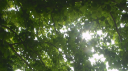 Palace 🌱 server banner