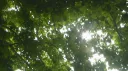 Palace 🌱 server banner