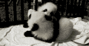 clani Discord server banner