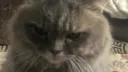 &retards server banner
