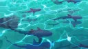 🌊 Tails in the Tides 🌊 Discord server banner