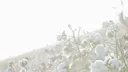 Crows server banner