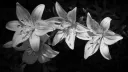 𑣲⋆         ⋅ॱ     𞋎y𝐫ꫀ      ┄     𓈒ֵ۫ server banner