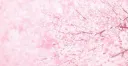 SakuraSips! server banner