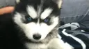 Puppy Adoption Discord server banner