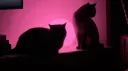 /lifx server banner