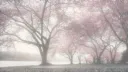 merged with daichii Discord server banner