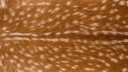 𝐭𝐡𝐞 𝐥𝐨𝐯𝐞 𝐜𝐥𝐮𝐛 ꨄ server banner