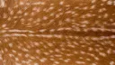 𝐭𝐡𝐞 𝐥𝐨𝐯𝐞 𝐜𝐥𝐮𝐛 ꨄ Discord server banner