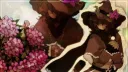 𖧷🌷୧Nightshade Garden⊹ ۫. 𖧷 server banner