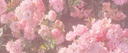 𝗠𝗲𝗹𝗹𝗼𝘄 𝗖𝗮𝗳𝗲  | • Chilling • Hangout • Fun | Banner