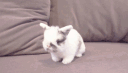 /bunbun • egirls server banner
