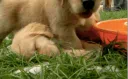 ꒰  .  🐕 。Puppys Den ◟ `` ˖ server banner