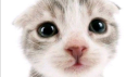 huh server banner