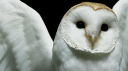 NightOwls server banner