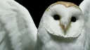 NightOwls server banner