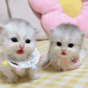 ̣̣ Ი𐑼　/　kittiess　⌣　sfw ㆍ ask2dm server banner