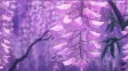 °˖Ｗｉｓｔｅｒｉａ˖° server banner