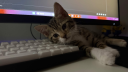 meep server banner