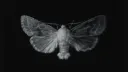 𝔗𝔴𝔩𝔩𝔦𝔮𝔱𝔥𝔰 server banner
