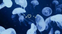 𝒯𝓇𝓊ℯ ℬ𝓁𝓊ℯ server banner
