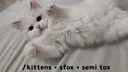 \Kitty • Realmᓚᘏᗢ Discord server banner