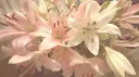 ੭ ֹ Paphos 🏹𓏼 Discord server banner