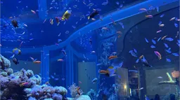 🪼 Selfship Cove 🪼⋆。𖦹° server banner