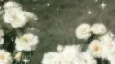 𝕋𝕙𝕖 𝕨𝕙𝕚𝕥𝕖 𝕣𝕠𝕤𝕖 server banner