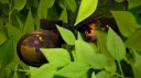 Meow Gang server banner