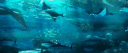 ⸝⸝  ノᥣᥱძ 𝗍᥆ ᥡ᥆ᥙ  .ᐟ server banner